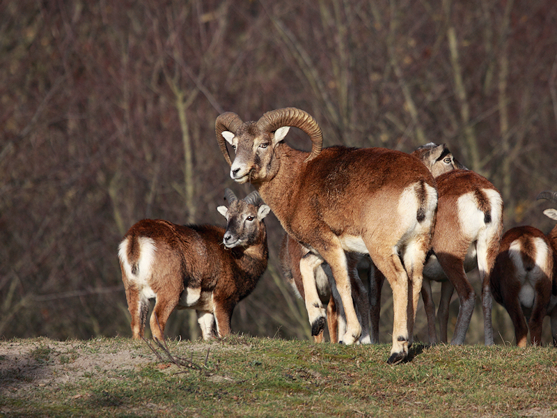 Zoogdieren